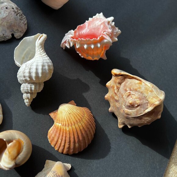 Other - SEA SHELLS (10) ASSORTMENT